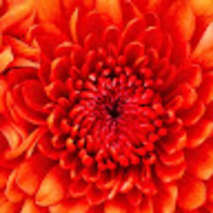 Meet your Posher, Joycelyn